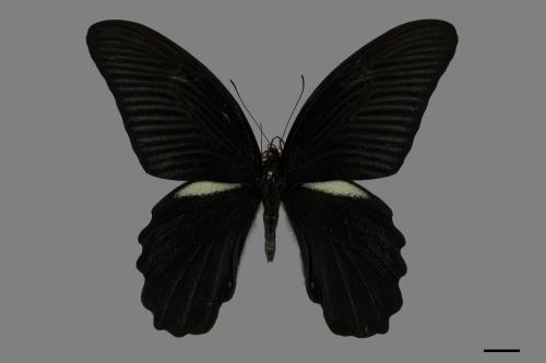 Papilio protenor protenor[黑鳳蝶][00101992]