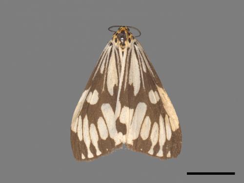 Nyctemera adversata[粉蝶燈蛾][00050570]