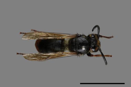 Vespula flaviceps[細黃胡蜂][00073141]