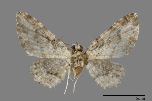 <已分類>Family：Geometridae[尺蠖蛾科][00091902]