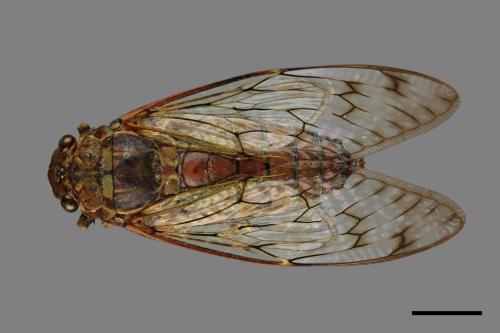 Pomponia linearis[台灣騷蟬][00070876]