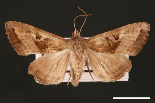 Phlogophora conservuloides[燭影錦夜蛾][00002009]