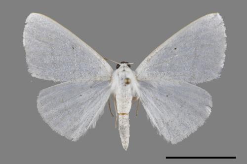 Lomographa claripennis[四點素尺蛾][00091467]