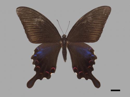 Papilio bianor thrasymedes[烏鴉鳳蝶][00015267]