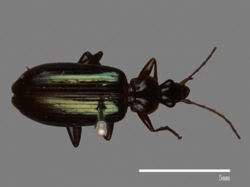 <已分類>Family：Carabidae[步行蟲科][00041103]