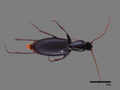 <已分類>Family：Carabidae[步行蟲科][00081951]