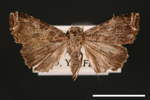 Callopistria reticulata[00002438]