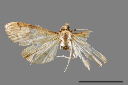 <已分類>Family：Crambidae[草螟科][00089703]