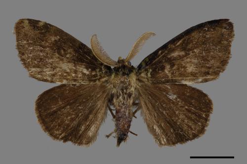 Ilema olivacea[角斑毒蛾][00051395]