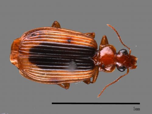 <已分類>Family：Carabidae[步行蟲科][00046968]