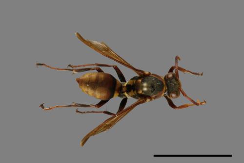 Polistes takasagonus[雙斑長腳蜂][00101447]