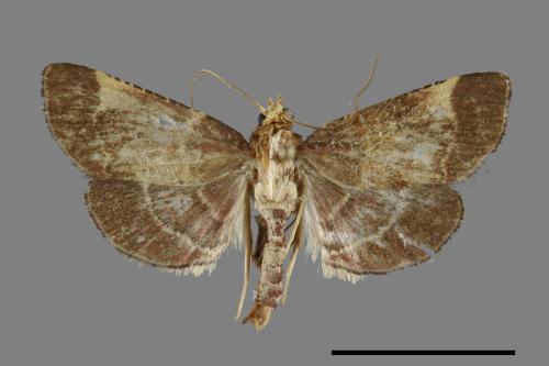 <已分類>Family：Crambidae[草螟科][00091873]