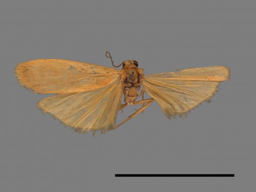 Tigrioides immaculatus[黃苔蛾][00022321]