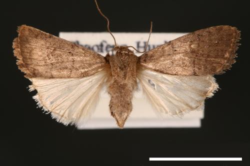 Athetis cognata[00003208]