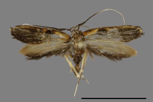 <已分類>Family：Lecithoceridae[祝蛾科][00092106]