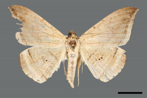 Platyja umminia[00005632]