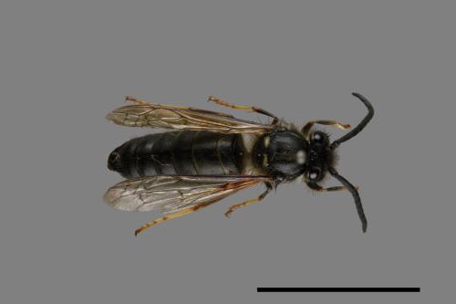 Vespula flaviceps[細黃胡蜂][00073433]