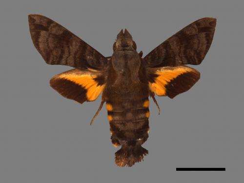 Macroglossum neotroglodytus[灰紋長喙天蛾][00016917]