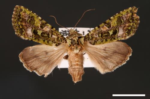 Euplexidia pallidivirens[00001922]