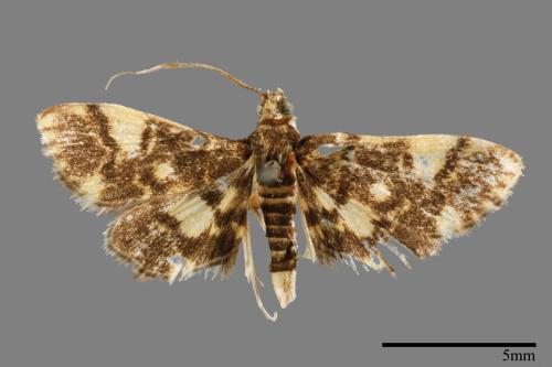 <已分類>Family：Crambidae[草螟科][00064368]
