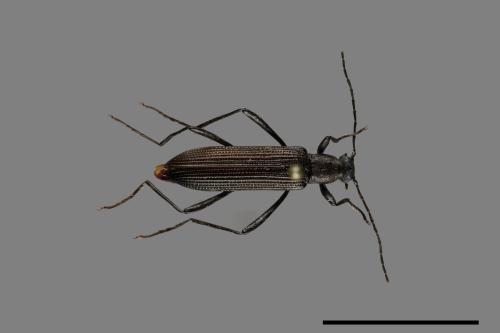 <已分類>Family：Tenebrionidae[擬步行蟲科][00099507]