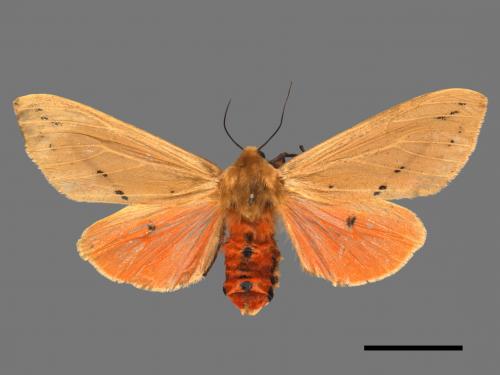 Spilarctia wilemani[褐赭污燈蛾][00039569]