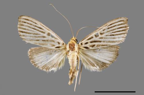 Tyspanodes hypsalis[00064377]