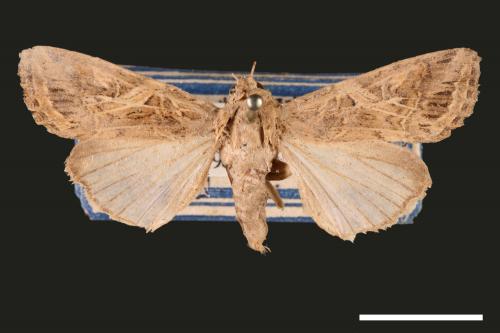 Spodoptera litura[斜紋夜蛾][00002826]