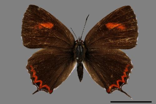 Heliophorus ila matsumurae[紅邊黃小灰蝶][00015093]