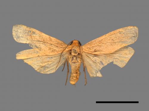 Eilema usuguronis[黃邊土苔蛾][00051917]