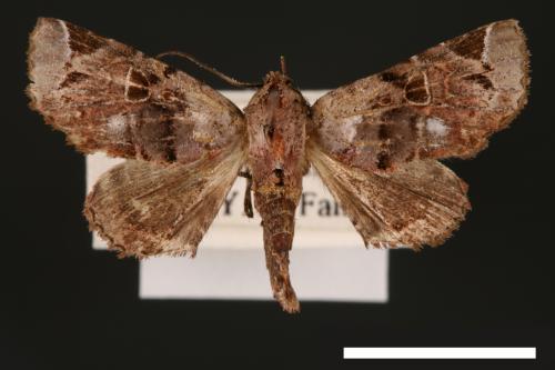 Atacira affinis[00003776]