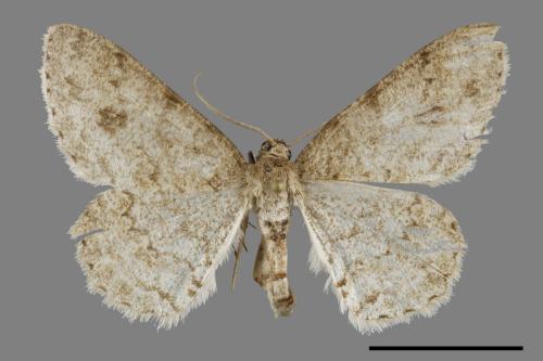 <已分類>Genus：Ectropis[00069992]
