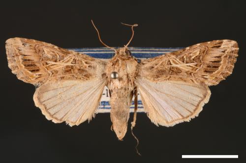 Spodoptera litura[斜紋夜蛾][00002825]