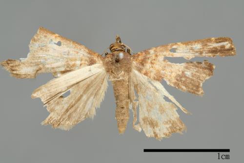 Adrapsa bupalistis[00010007]