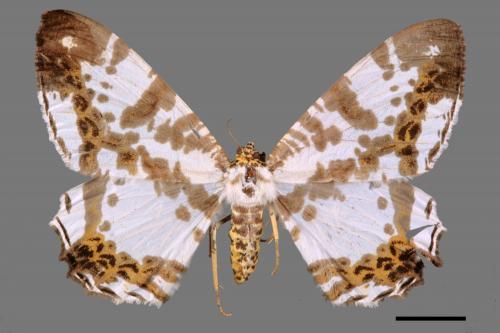 Vindusara moorei[豹紋大尺蛾][00056355]
