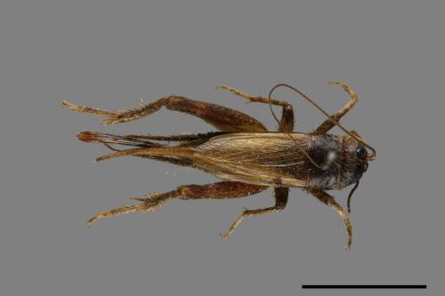 <已分類>Family：Gryllidae[蟋蟀科][00054438]