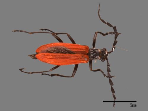 <已分類>Family：Cantharidae[菊虎科][00049014]