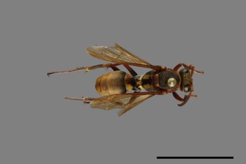 Polistes takasagonus[雙斑長腳蜂][00072716]
