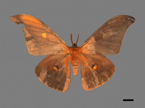 Antheraea formosana[紅目天蠶蛾][00016010]