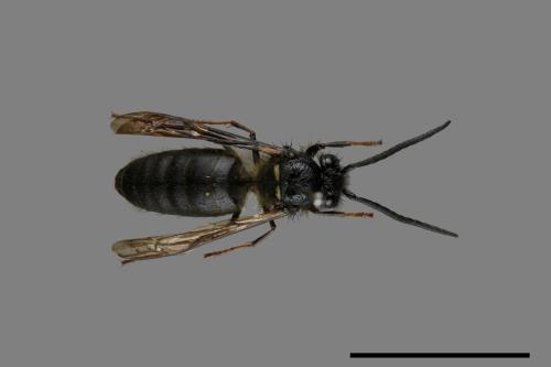 Vespula flaviceps[細黃胡蜂][00072889]