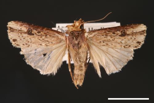 Axylia putris[朽木夜蛾][00001019]