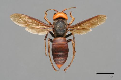 Vespa mandarinia[中華大虎頭蜂][00096414]