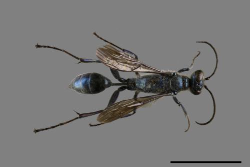 <已分類>Family：Sphecidae[細腰蜂科][00102214]