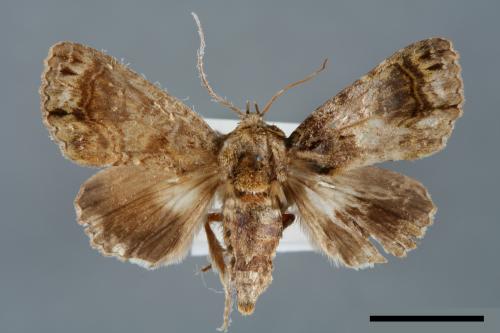Aedia perdicipennis[00007019]