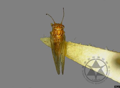 <已分類>Family：Psyllidae[木蝨科][00078163]