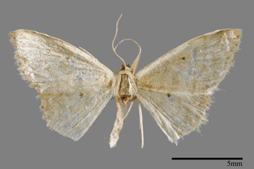 <已分類>Family：Pyralidae[螟蛾科][00025338]