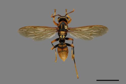 Polistes rothneyi[黃長腳蜂][00074332]