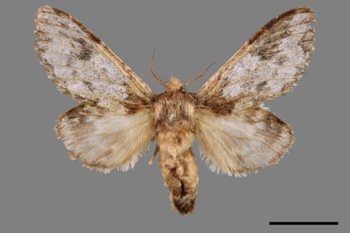 Syntypistis umbrosa[齒紋跨白舟蛾][00057609]