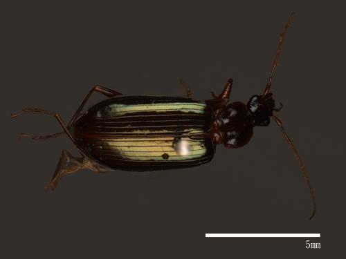 <已分類>Family：Carabidae[步行蟲科][00041088]