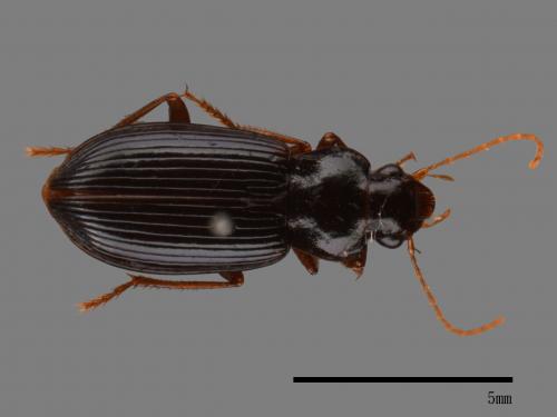 <已分類>Family：Carabidae[步行蟲科][00046016]